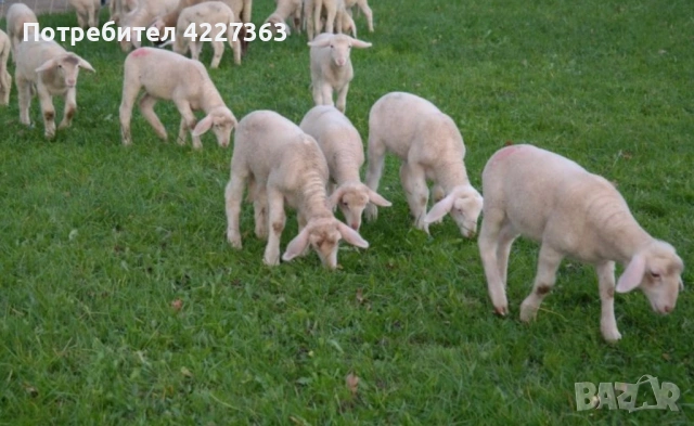Продажба на домашни агнета от ферма, снимка 3 - Овце - 53948236