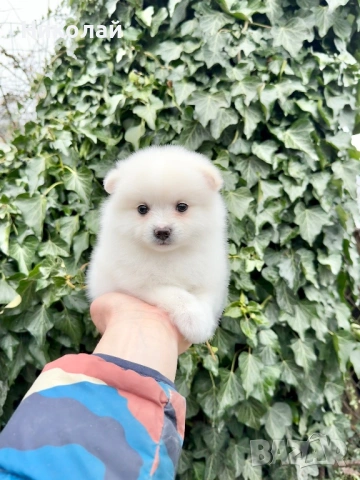 Померан мини момиче. Померанче, снимка 5 - Померан - 53452618