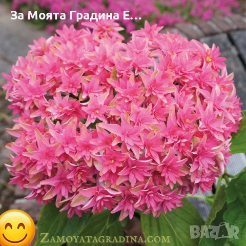 Хортензия - Принцеса Даяна, снимка 3 - Градински цветя и растения - 53624117