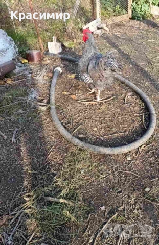 Продавам кокошки, петли породисти, неми патици., снимка 6 - Патици и гъски - 48682860