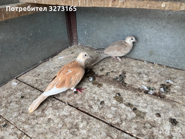 Гугутки/скумрийки , снимка 4 - Гълъби - 51870010