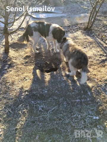 Каракачанска овчарка , снимка 6 - Каракачанска овчарка - 51987397