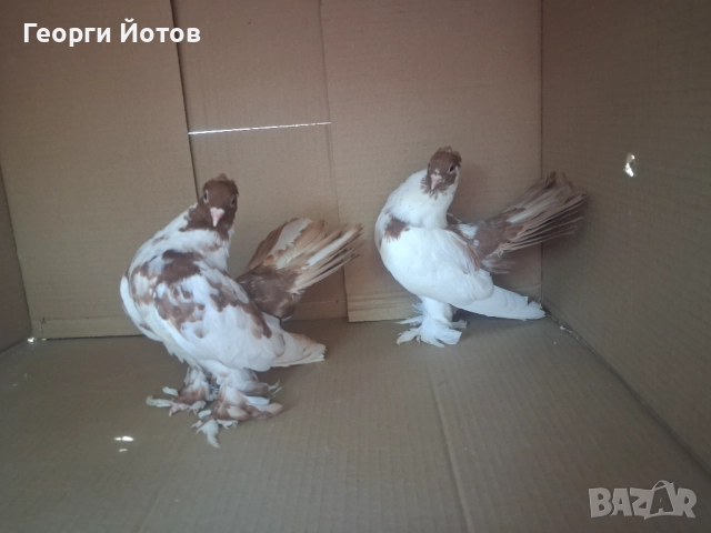 Продавам гълъбите от снимките, снимка 4 - Гълъби - 51548384