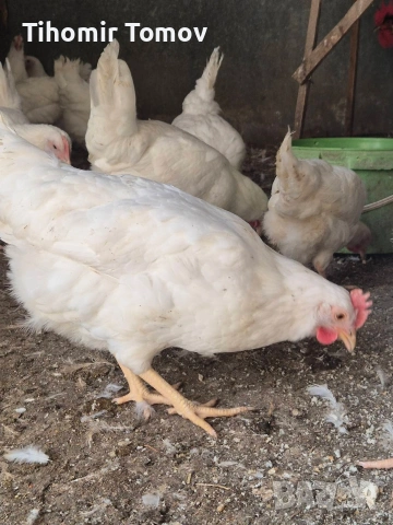 продавам ярки легхорн 