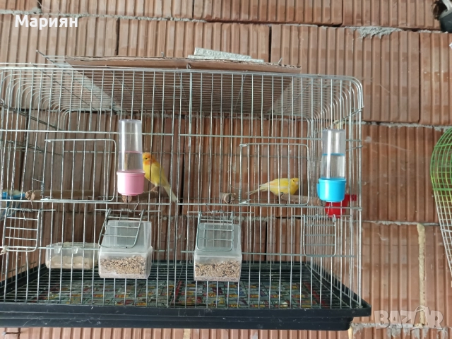 канари Орфей 