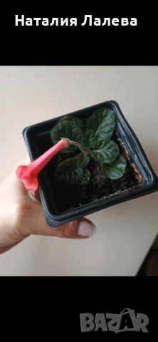 Мини синингия, sinningia Amigo fide