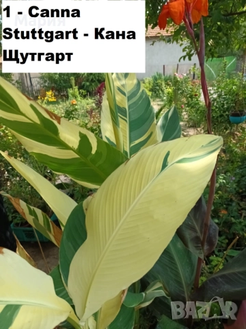 Канна Щутгард,Претория,Дурбан, снимка 5 - Градински цветя и растения - 52065550
