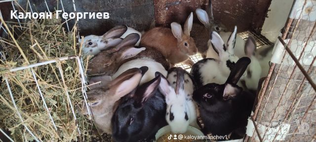 Зайци за продан , снимка 12 - Други животни - 46410502