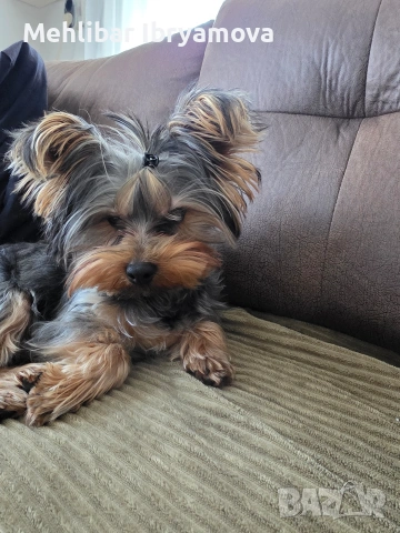 йорки на 8 месеца 