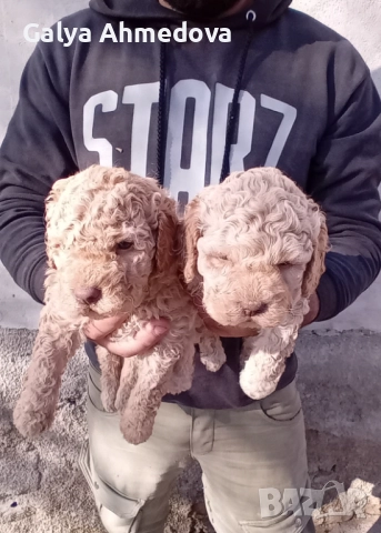 Лагото романьоло , снимка 3 - Други - 52822728