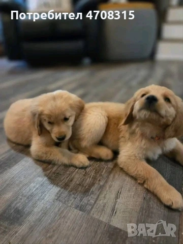Голдън ретривър момче , снимка 9 - Голдън ретривър - 53384772