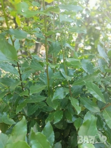 Пресен дафинов лист и сушени дафинови листа Лавър Дафина Розмарин - листа и семена, снимка 3 - Други - 48974659