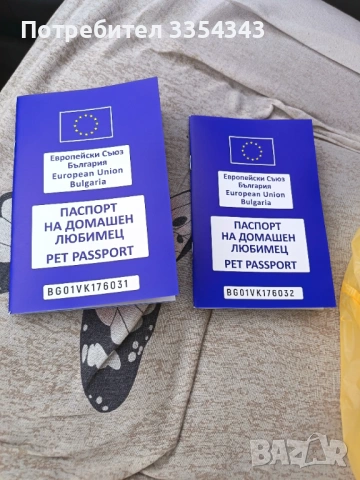 Чихуахуа с паспорт и ваксина , снимка 7 - Чихуахуа - 53114756