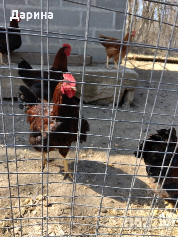 Катунски петли на 5 месеца., снимка 3 - Кокошки и пуйки - 53838725