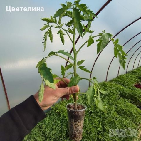 Разсад 🍅 Наслада Розова магия  Розов дар  Биволско сърце  Меделина Ръгби Български трапезен  🥒 Гер, снимка 1 - Разсади - 45469194