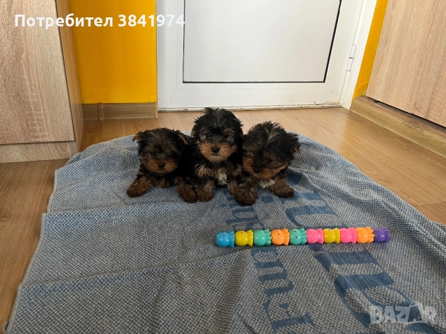 Йоркширски териер, снимка 6 - Йоркширски териер - 52511387