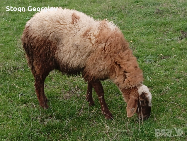 Коч Аваси, снимка 3 - Овце - 52028616