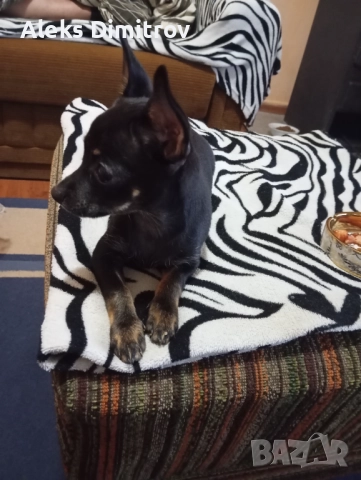 пинчер продавам , снимка 2 - Пинчер - 52774077