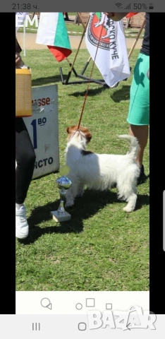 ДЖАК РЪСЕЛ ТЕРИЕР ТВЪРДОКОСМЕСТ РОДОСЛОВНИ РОДИТЕЛИ , снимка 8 - Джак ръсел териер - 53238113