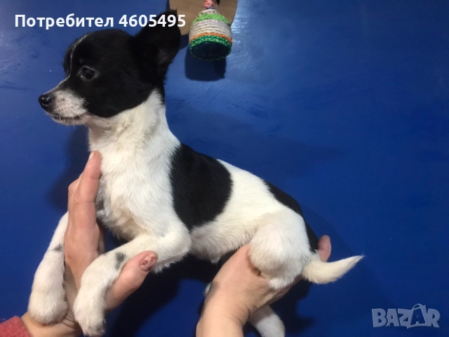 Мини ЧихуПинчери Арлекин, снимка 2 - Чихуахуа - 51854924