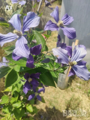 Продавам семена на Клематис - тъмно син и розов, български сорт, снимка 5 - Сортови семена и луковици - 50887014