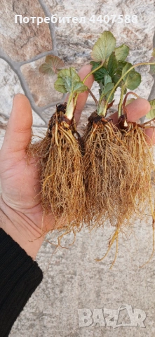 Целогодишен разсад ягоди и малини , снимка 6 - Разсади - 53653670