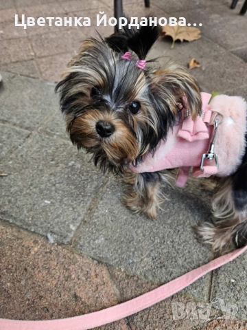 Мини Йоркширски териер момиче на 4 месеца, снимка 1