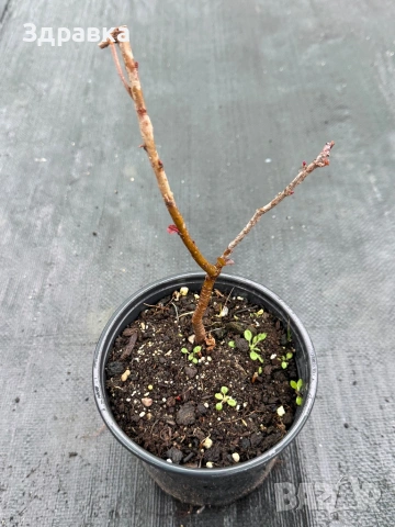 Японска дюля 