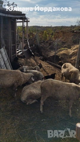 четири овце бременни