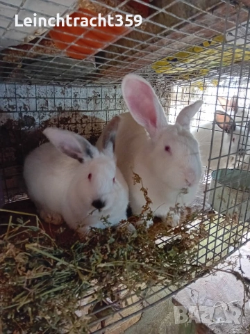 Калифорнийски и новозеландски зайци цика, снимка 4 - Други - 53652104