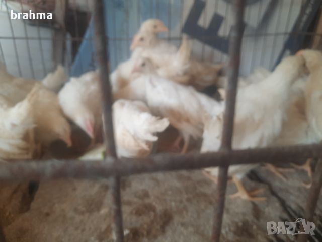 Налични пилета от породата Бял Легхорн, снимка 7 - Кокошки и пуйки - 46431911