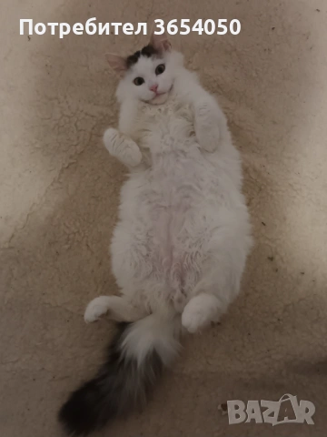 Сибирски ангорец с хигиенни навици , снимка 3 - Ангорски - 53137766