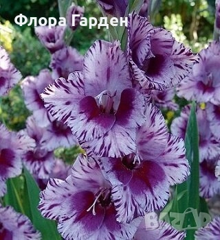 ГЛОКСИНИЯ и ГЛАДИОЛ - Грудки/ПРЕДВАРИТЕЛНИ ПОРЪЧКИ, снимка 18 - Сортови семена и луковици - 49236279