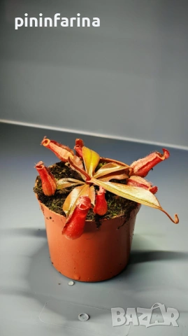 Уникален подарък за 8 март – хищни растения, които впечатляват!, снимка 7 - Градински цветя и растения - 53629961