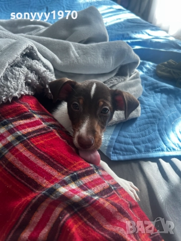 ДЖАК РЪСЕЛ ВИДИН-ЖЕНСКО КУТРЕ 250ЛВ ЗА БРОЙ 2110251434, снимка 11 - Джак ръсел териер - 52131138