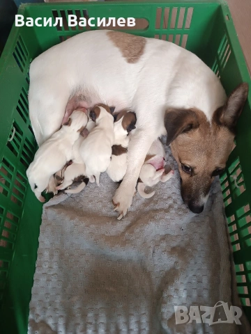 Продавам Джак Ръсели