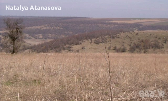 Парцел за продажба в Сърнец, област Добрич, снимка 2 - Парцели - 53656540