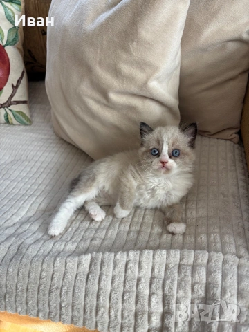 породисти котенца, снимка 3 - Персийска - 53830758