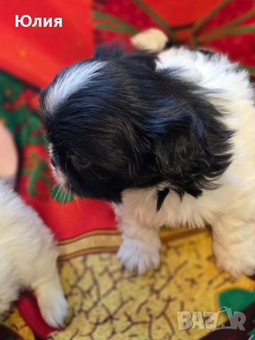 Японски хин, снимка 10 - Други - 52506196