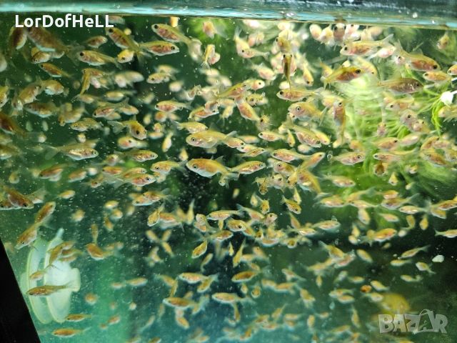 Златни рибки "Оранди", снимка 9 - Рибки - 44845209