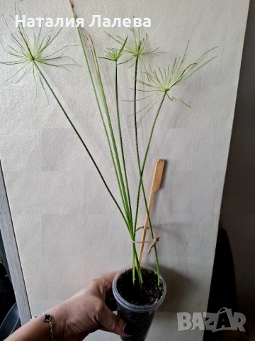 Циперус, водна палма, cyperus haspan