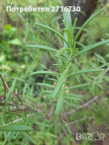 Розмарин – Подправка за вкус и лечение, снимка 2 - Други - 52353050