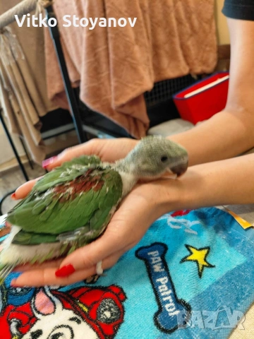 Ръчнохранени Големи Александри, снимка 3 - Папагали - 54096018