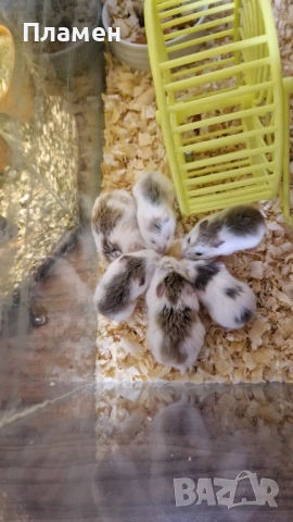 мини хамстери, снимка 4 - Хамстери - 52434730