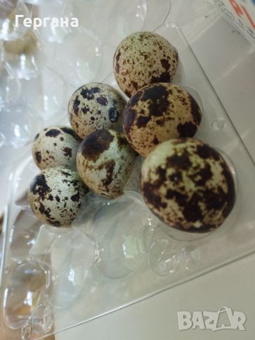 Оплодени яйца от пъдпъдъци 