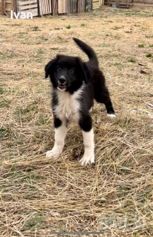 Каракачански кученца, снимка 1