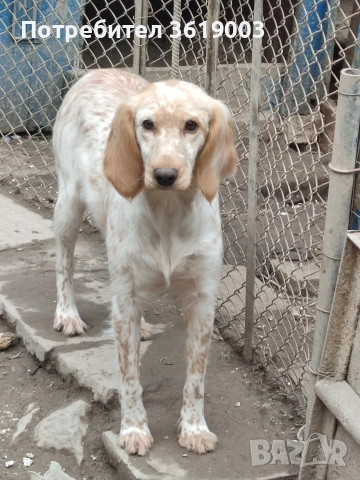 Английски сетер , снимка 2 - Английски сетери - 53198146