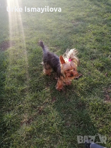 Йоркширски териер , снимка 7 - Йоркширски териер - 53641485