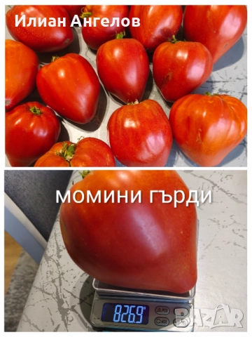 Семена от стари селски сортове домати,краставици и други, снимка 3 - Сортови семена и луковици - 52629365