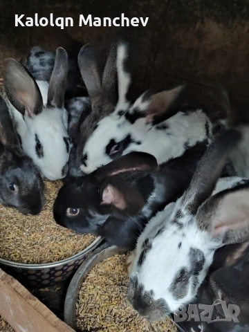 продавам зайци , снимка 3 - Други животни - 50505858